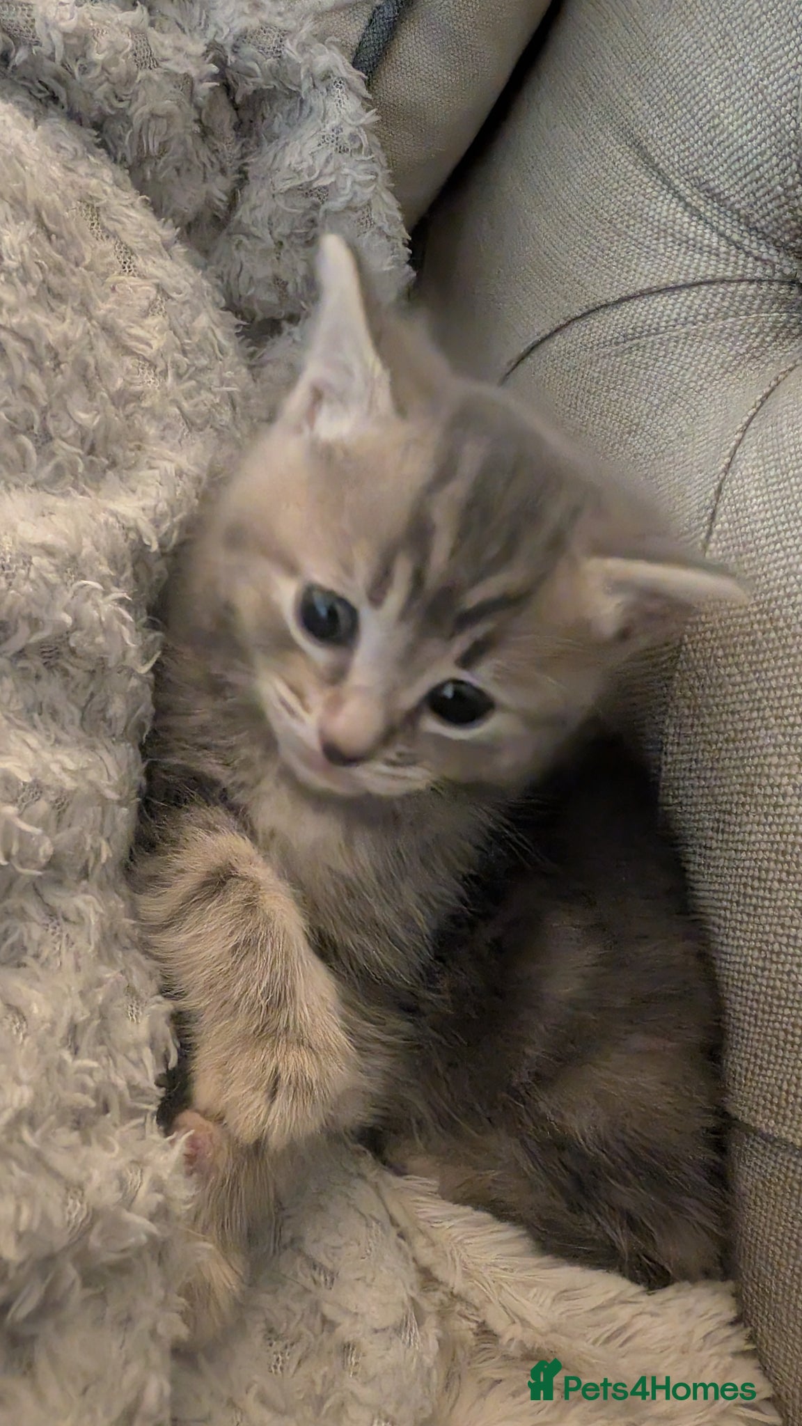 Ragcoon cats for sale: Beautiful Ragcoon / Bengal kittens  - Advert 6