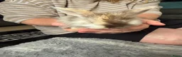 Dwarf Lop rabbits for sale: Baby kits for sale.  - Advert 7