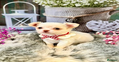 Chihuahua dogs - Advert 8