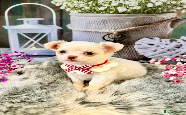 Chihuahua dogs - Advert 2