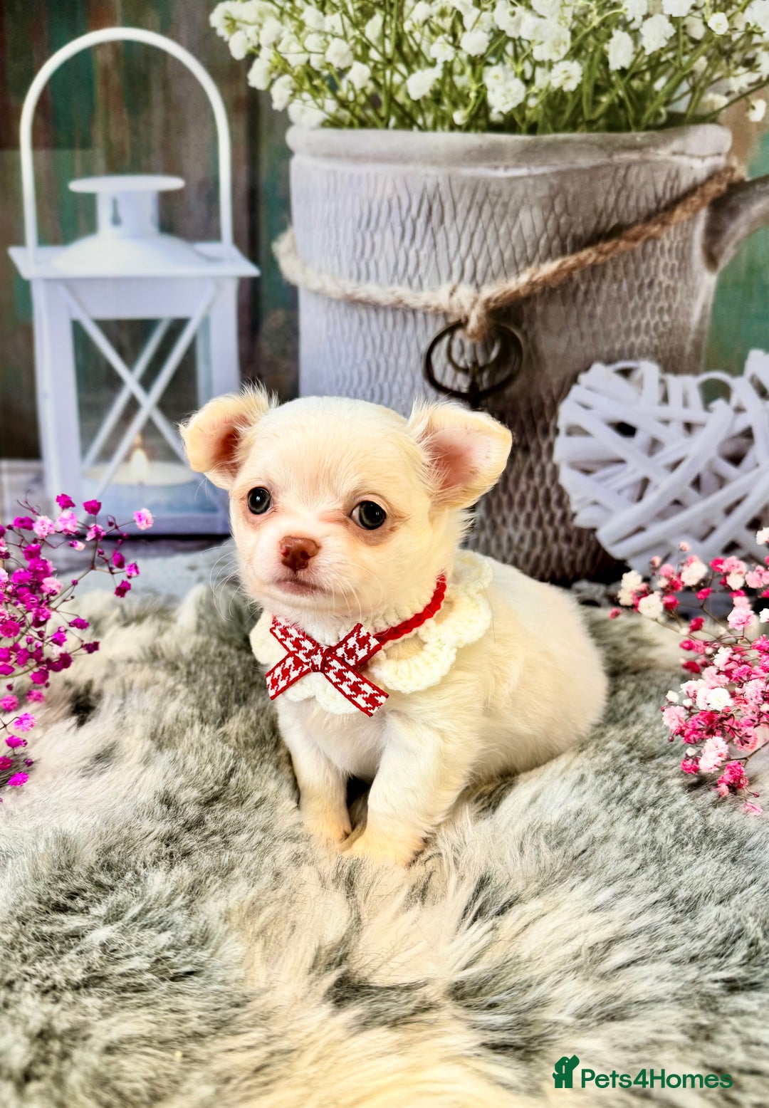 Chihuahua dogs for sale: 🤎💛Exquisite KC LC Chihuahuas🤎💛  - Image 2