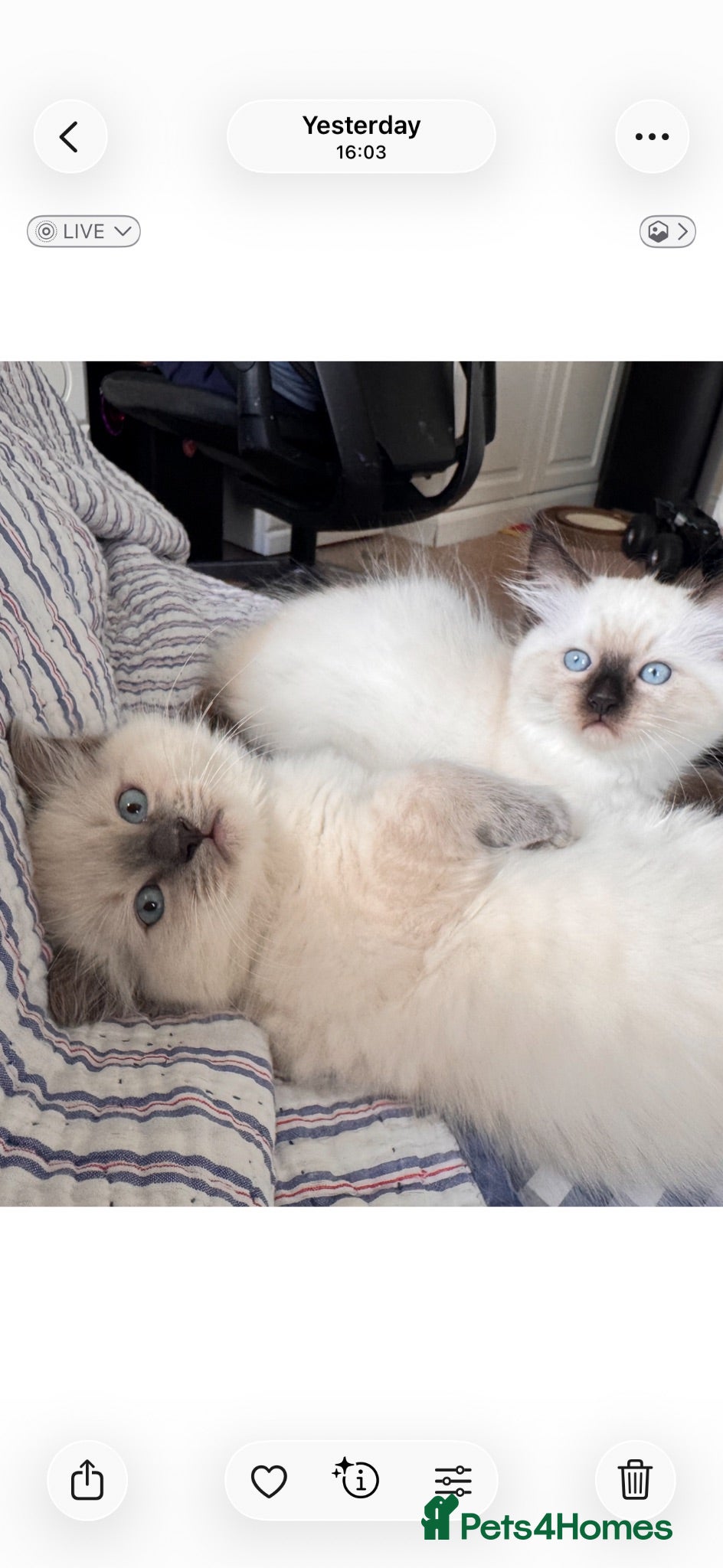 Ragdoll cats GCCF Adorable ragdoll kittens ready to gohome now - Advert 14