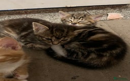 Mixed Breed cats for sale:  Beautiful Kittens for Sale – 2 Boys & 2 Girls 🐾 - Image 8