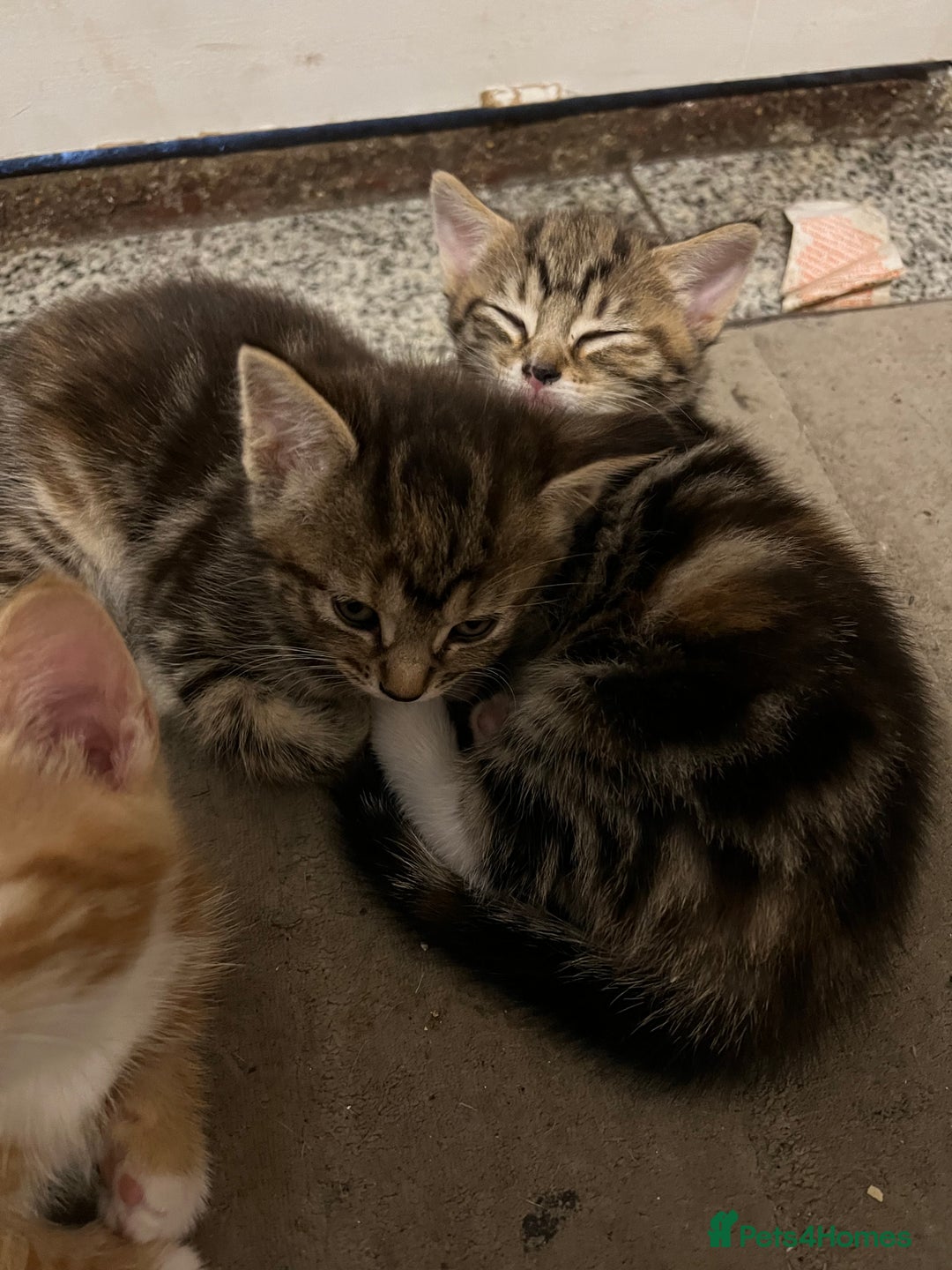Mixed Breed cats for sale:  Beautiful Kittens for Sale – 2 Boys & 2 Girls 🐾 - Image 8