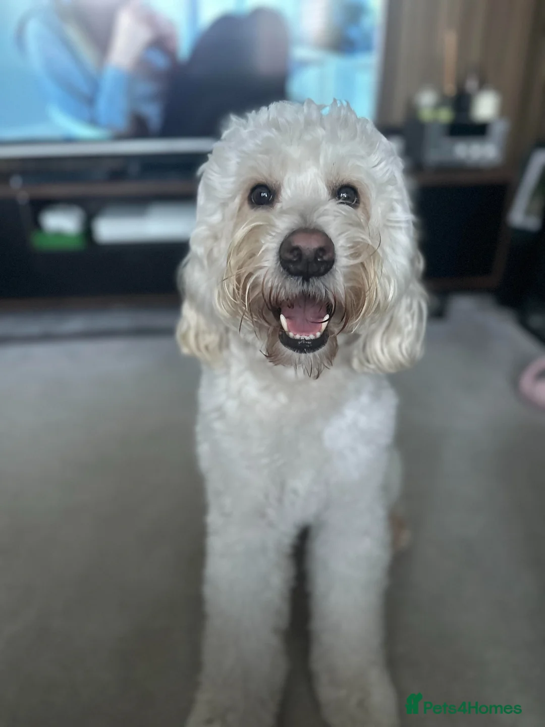 Labradoodle dogs for stud: Medium Labradoodle Stud Dog – Friendly, Healthy  in Tunbridge Wells - Advert 7