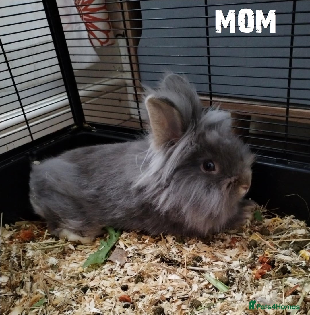 Lionhead rabbits for sale: Pure Breed Fluffy Double Mained Lionhead Kits - Image 12