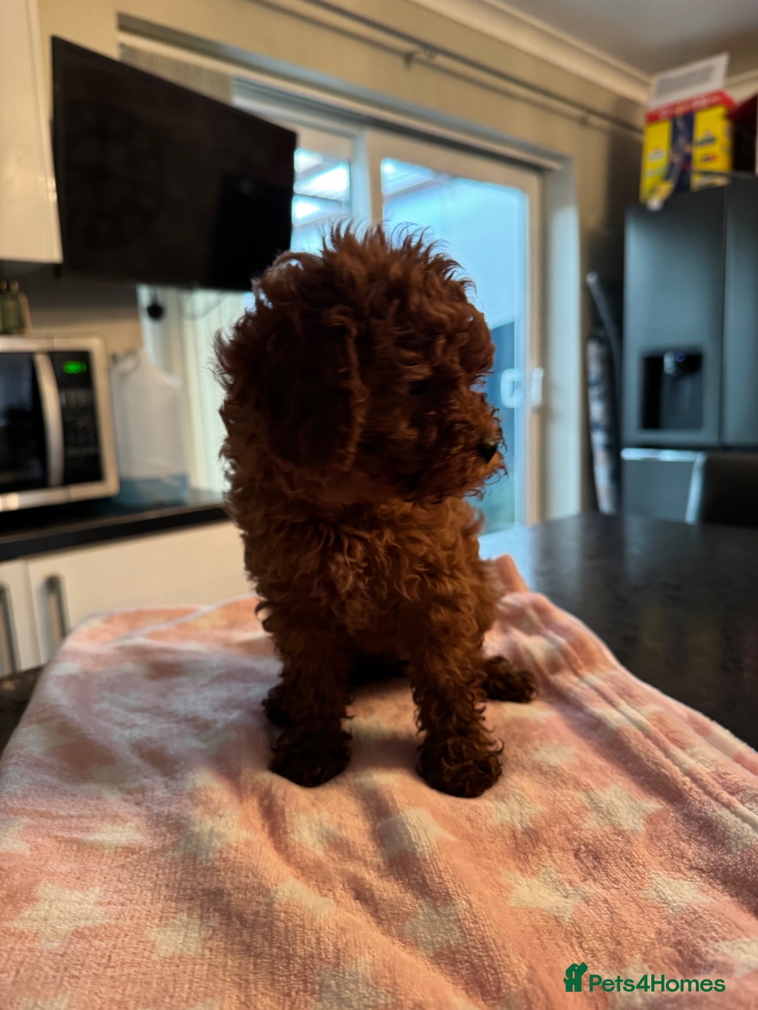 Cavapoo dogs ❣️❣️BEAUTIFUL CAVAPOO GIRL 9 WEEK OLD❣️❣️ - Advert 3