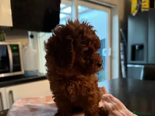 Cavapoo dogs ❣️❣️BEAUTIFUL CAVAPOO GIRL 9 WEEK OLD❣️❣️ - Advert 3