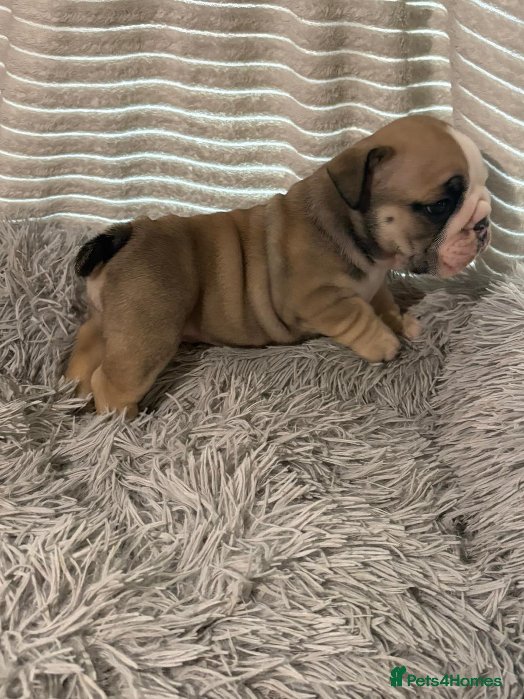 English Bulldog dogs for sale: Kc stunning English bulldog puppies - Advert 6