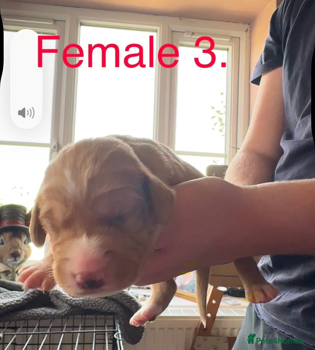 Cockerdor dogs for sale: Stunning Cockerdor puppies - Advert 3