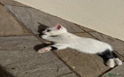 Turkish Angora cats for sale: half turkish angors  - Image 15