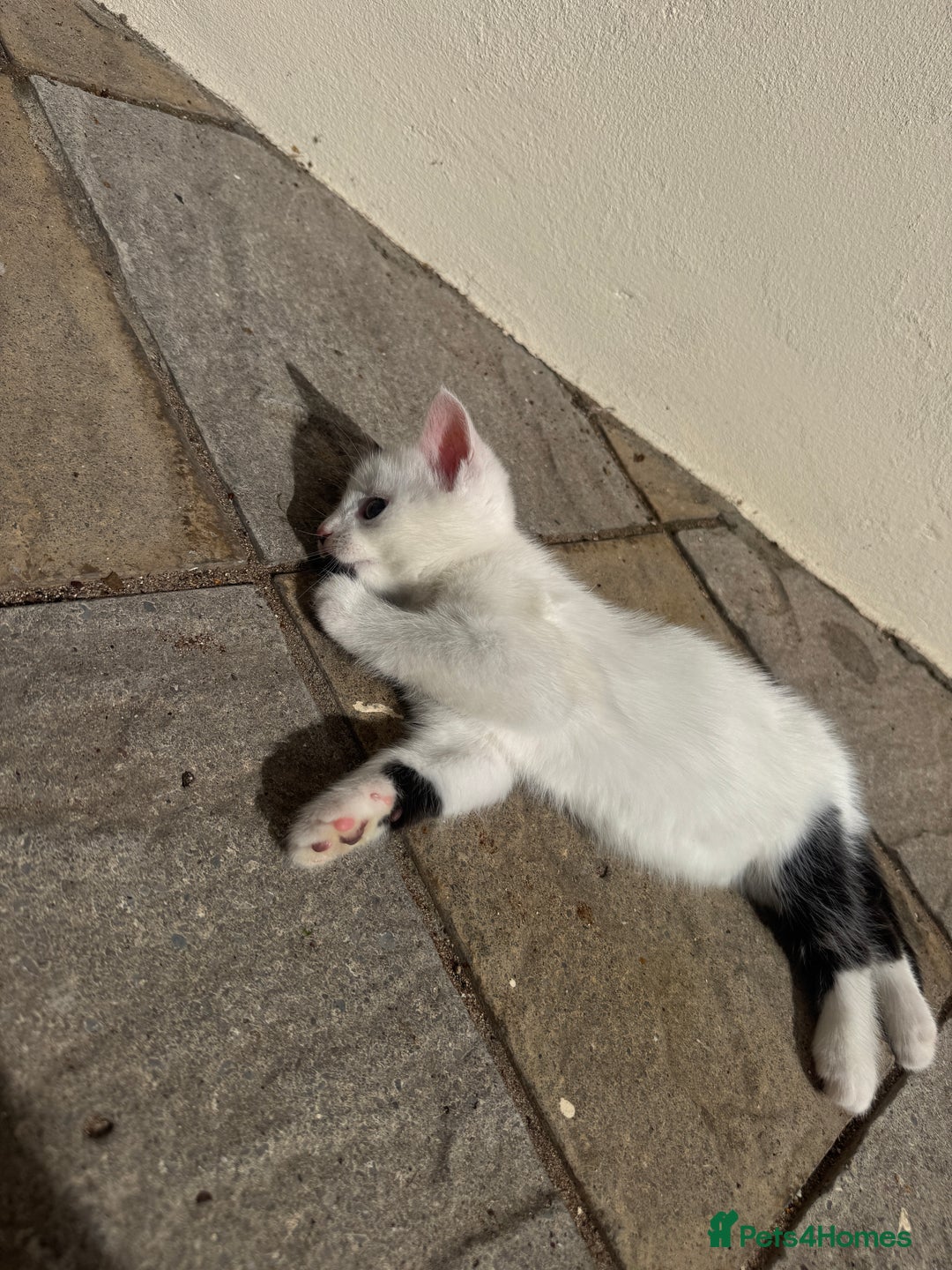 Turkish Angora cats for sale: half turkish angors  - Image 15