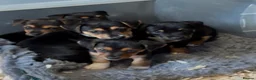 Jack Russell dogs for sale: Black & Tan Jack Russel pups - Advert 1