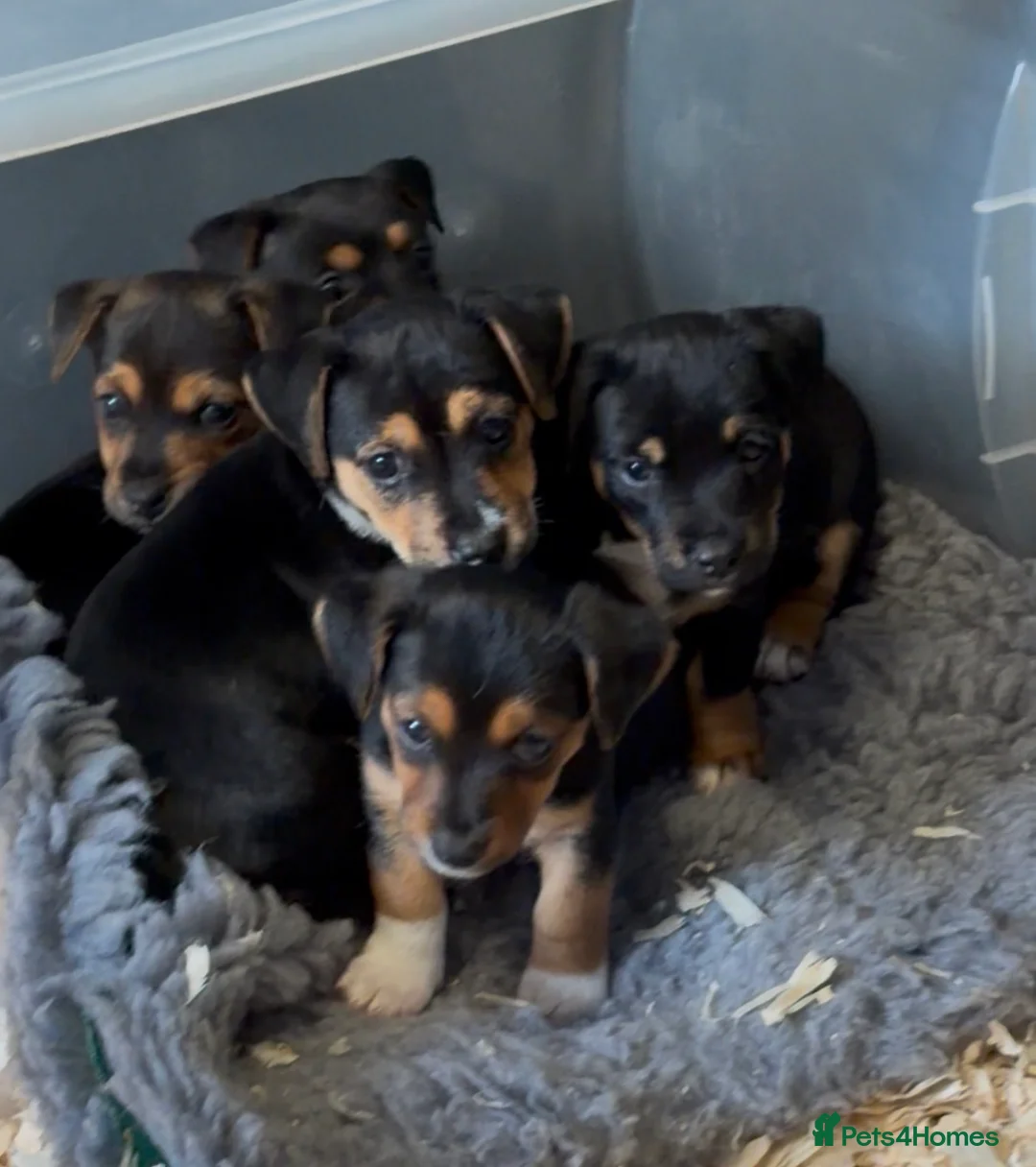 Jack Russell dogs for sale: Black & Tan Jack Russel pups - Advert 1
