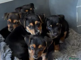 Jack Russell dogs Black & Tan Jack Russel pups - Advert 6
