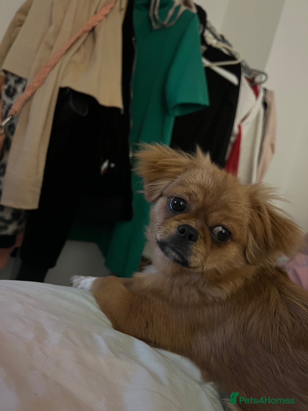 Shih Tzu dogs for sale: Femal Shiztu pup for sale  - Advert 2