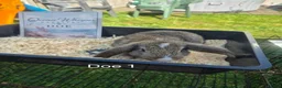 French Lop rabbits for sale: French Lop Bunnies - Advert 2