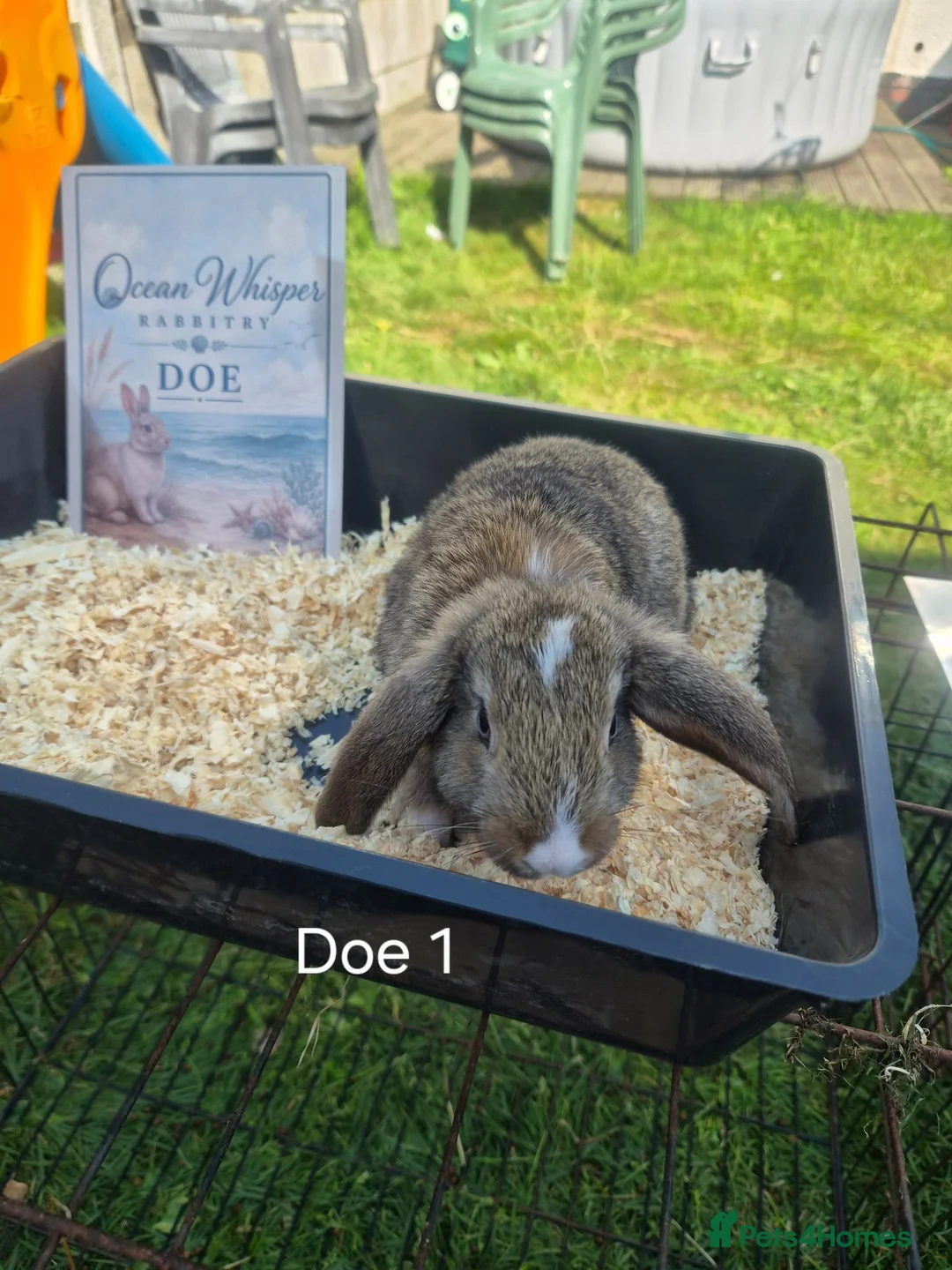 French Lop rabbits for sale: French Lop Bunnies - Advert 2