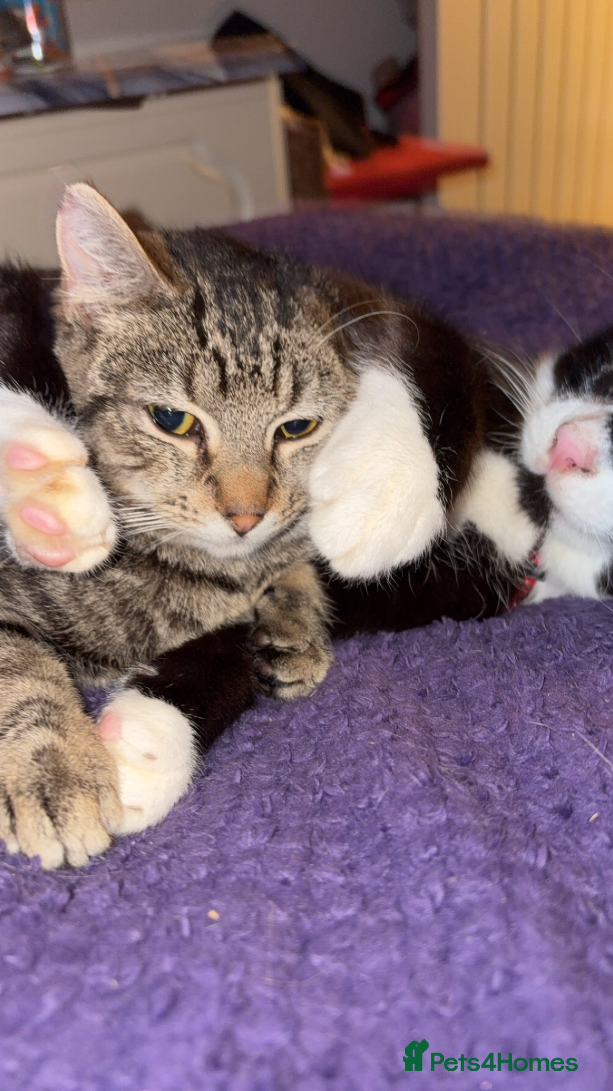 Mixed Breed cats Rescue cats- adults 🧡 - Advert 1