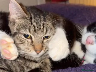 Mixed Breed cats Rescue cats- adults 🧡 - Advert 20