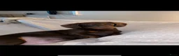 Miniature Dachshund dogs for sale: 11 month old Male Miniature Dachshund  - Advert 2