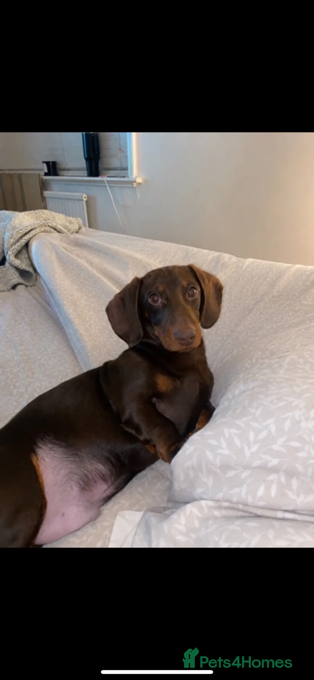 Miniature Dachshund dogs for sale: 11 month old Male Miniature Dachshund  - Advert 2