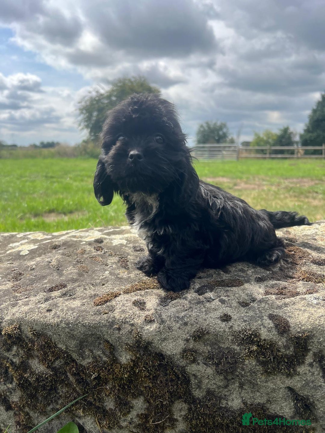 Mixed Breed dogs for sale: Beautiful Little Boy Available Now! - Image 5
