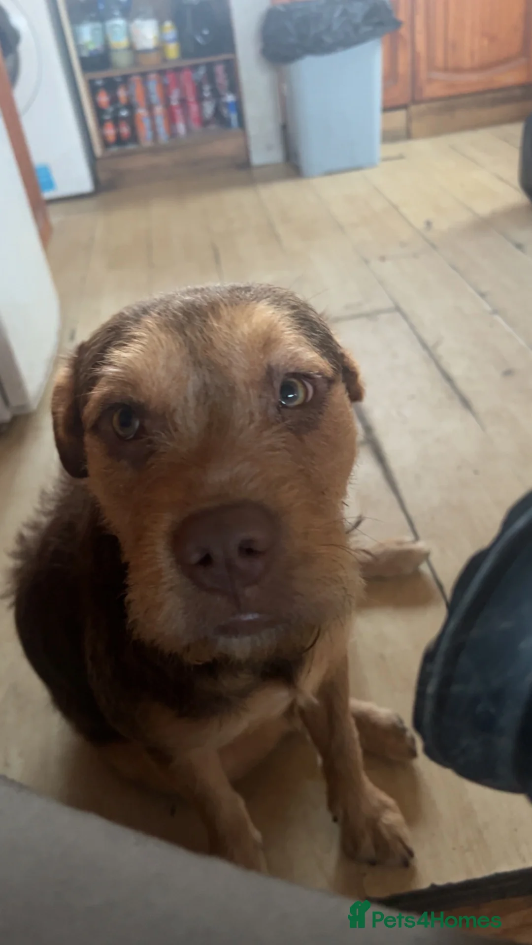 Mixed Breed dogs for sale: Beautiful mix bread boy in Swadlincote - Advert 4