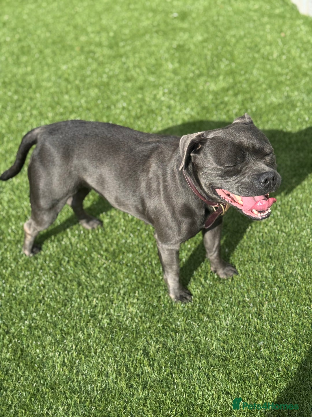 Staffordshire Bull Terrier dogs for sale: BLUE STAFFORDSHIRE BULL TERRIER BITCH  - Advert 3