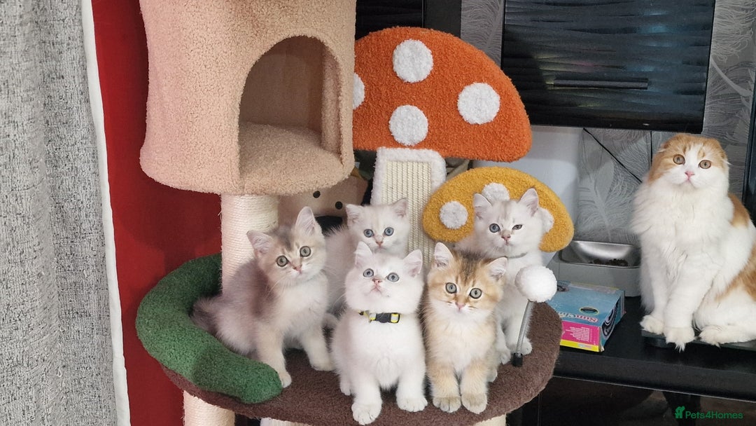 British Shorthair cats for sale: British shorthair kittens  - Image 22