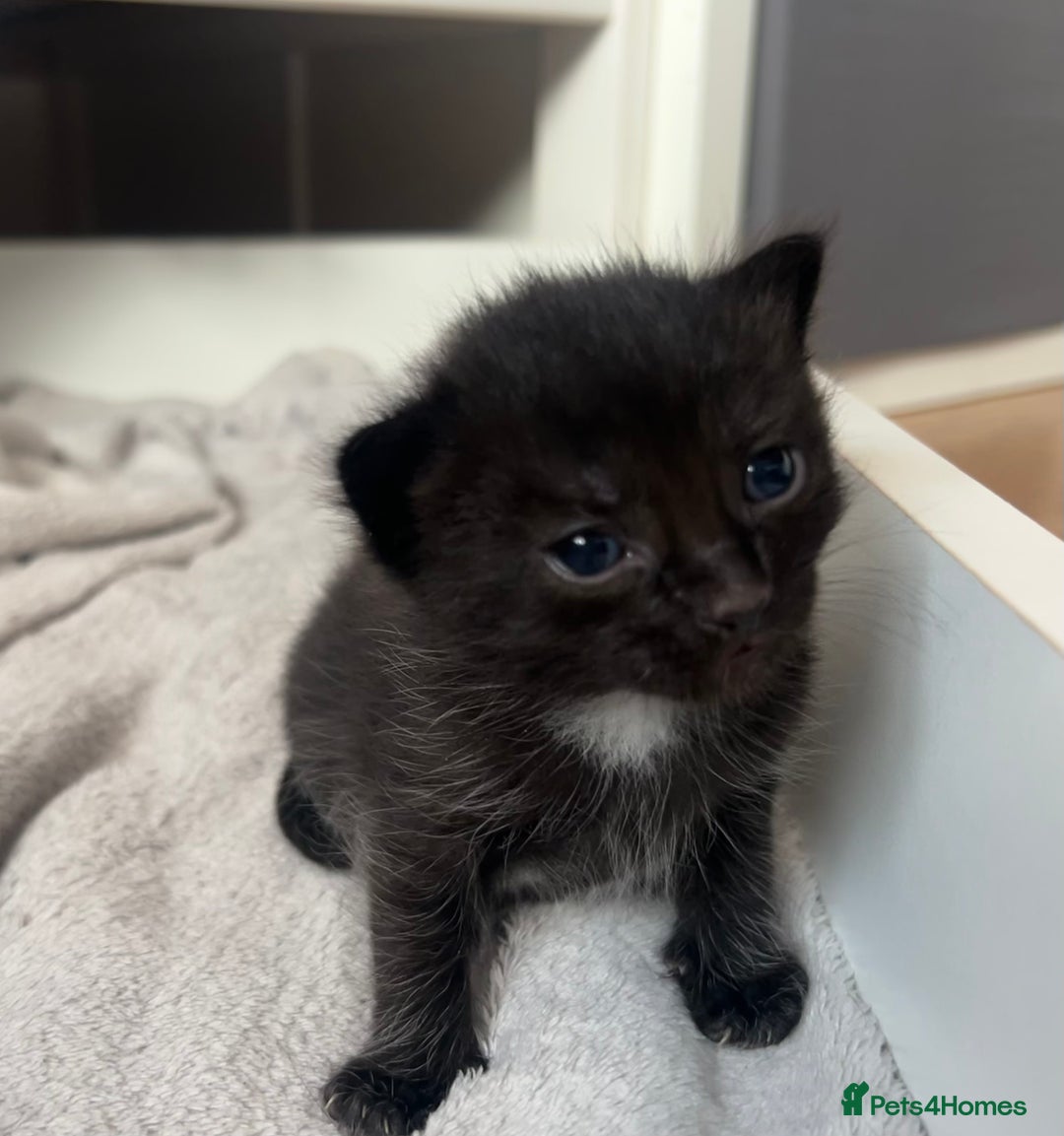 Domestic Shorthair cats for sale: Domestic shorthair - Image 6