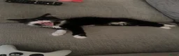 British Longhair cats for sale: Beautiful tuxedo long hair girl - Advert 9