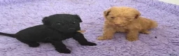 Labradoodle dogs for sale: Multigen labradoodle puppies - Advert 24