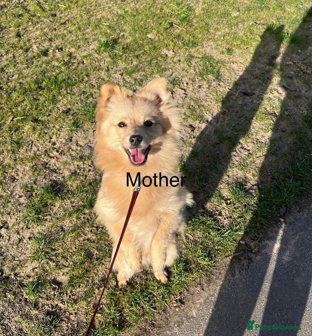 Pomeranian dogs for sale: Pomeranian puppies - Advert 11