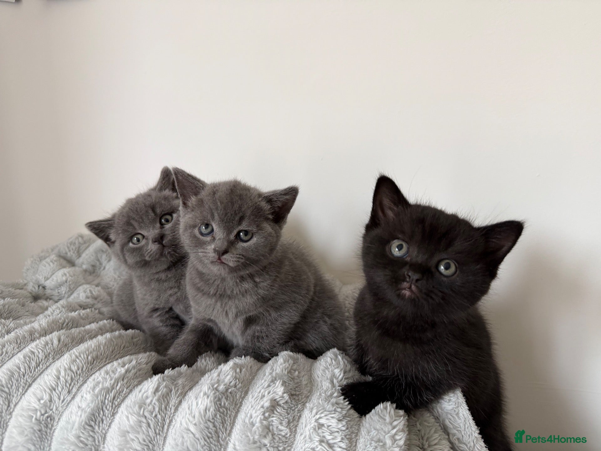 British Shorthair cats Wonderful British Kittens - Advert 1