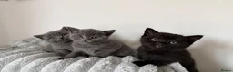 British Shorthair cats for sale: Wonderful British Kittens - Advert 6