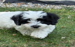 Maltipoo dogs for sale: 🌟 READY NOW 🌟 F1 Maltipoos  - Image 2