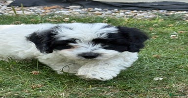 Maltipoo dogs - Advert 5
