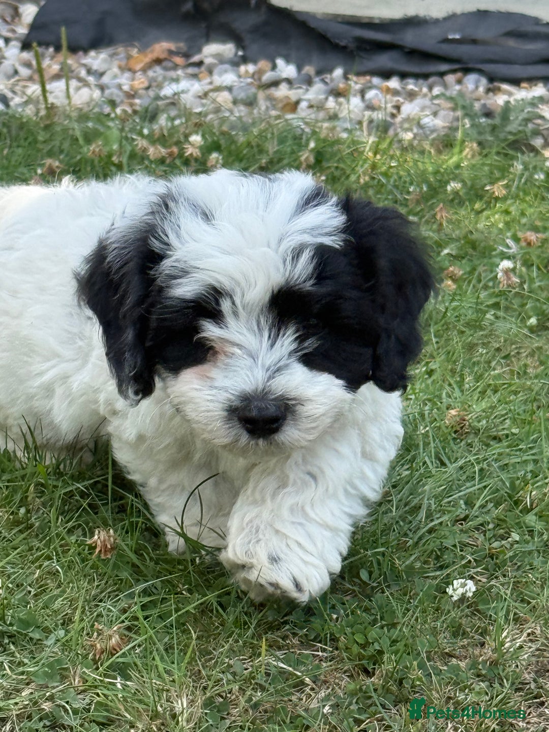Maltipoo dogs for sale: 🌟 READY NOW 🌟 F1 Maltipoos  - Image 2