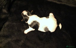 Biewer Terrier dogs for sale: Stunning Biewer girl Licensed breeder Health test  - Image 8