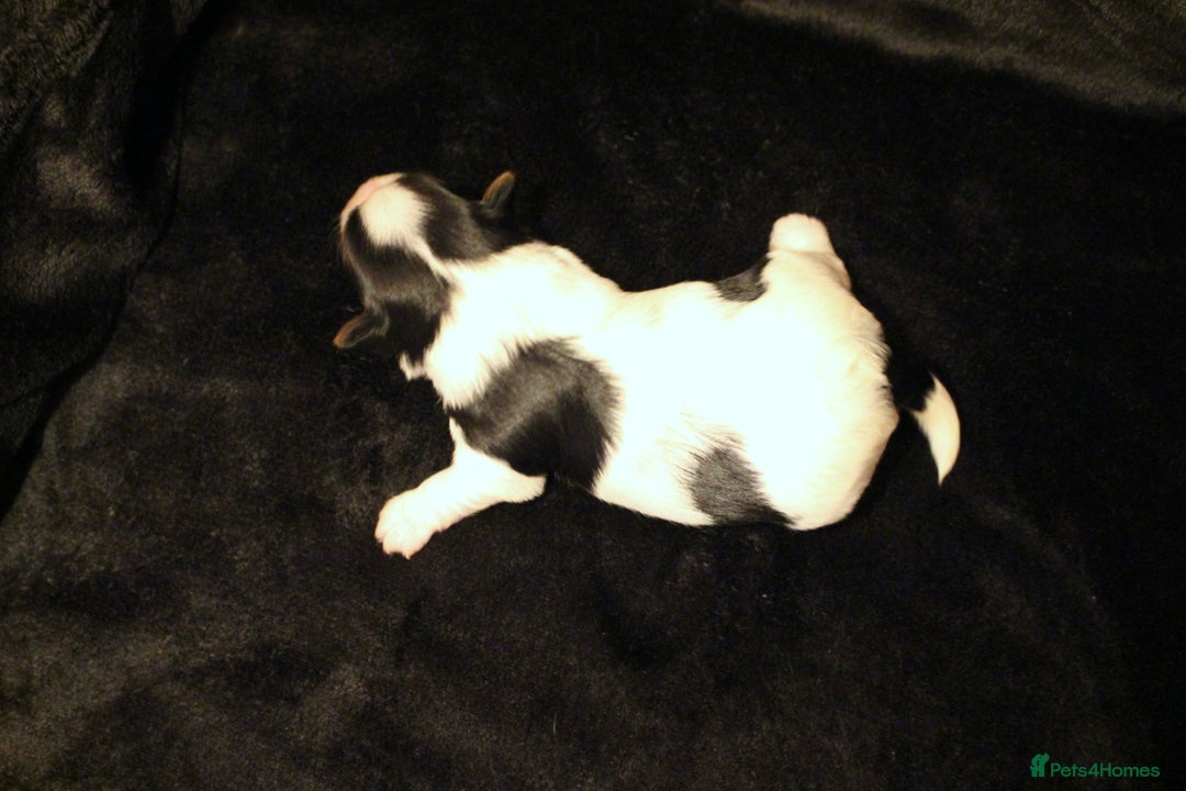 Biewer Terrier dogs for sale: Stunning Biewer girl Licensed breeder Health test  - Image 8