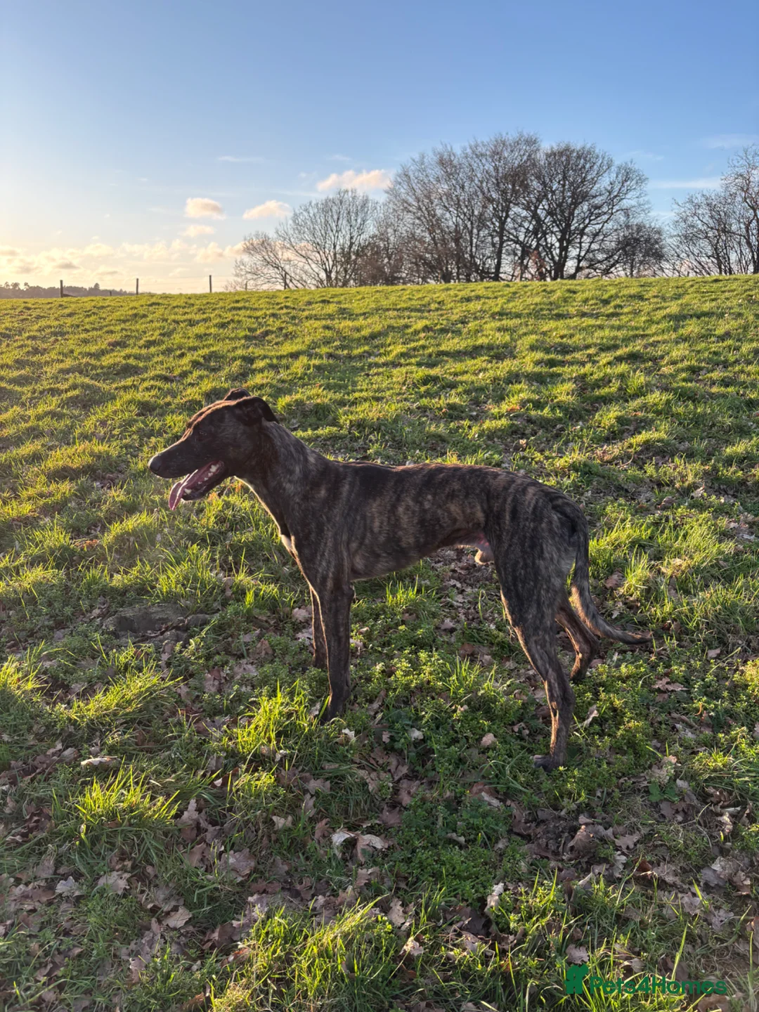 Lurcher dogs for sale: Lurcher for sale  - Advert 1