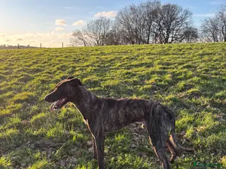 Lurcher dogs Lurcher for sale - Advert 3