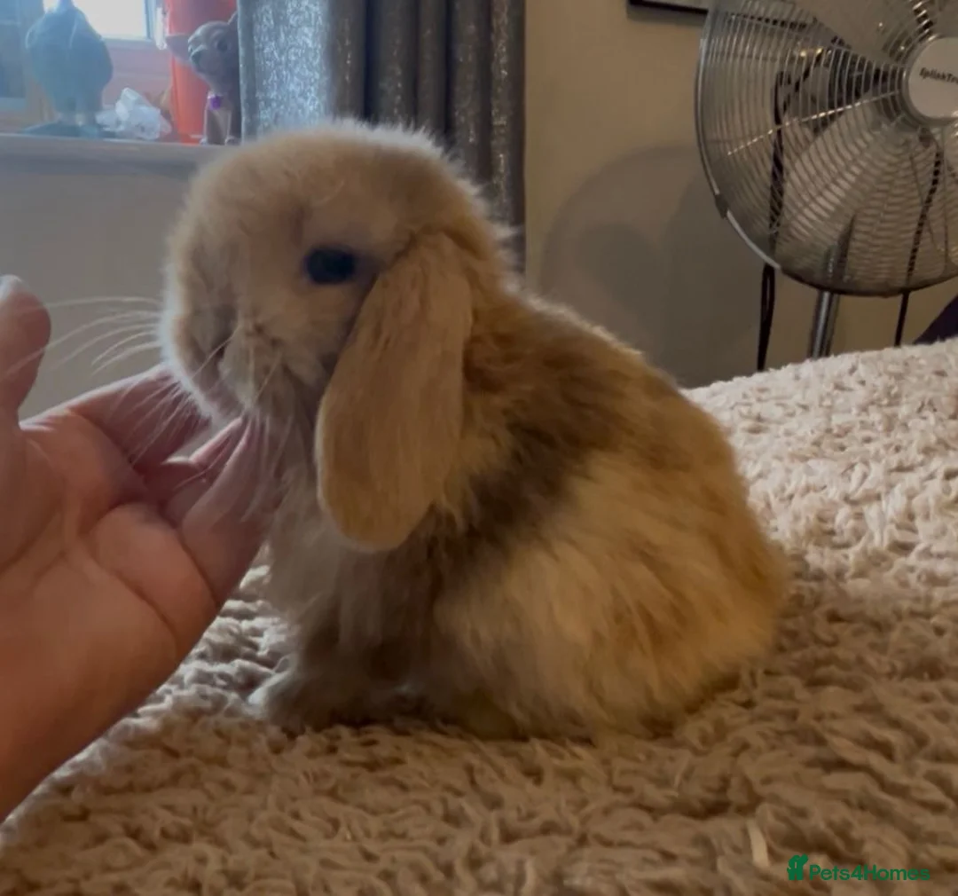 Mini Lop rabbits for sale: PEDIGREE MINI LOP BABIES READY TO RESERVE  - Advert 6