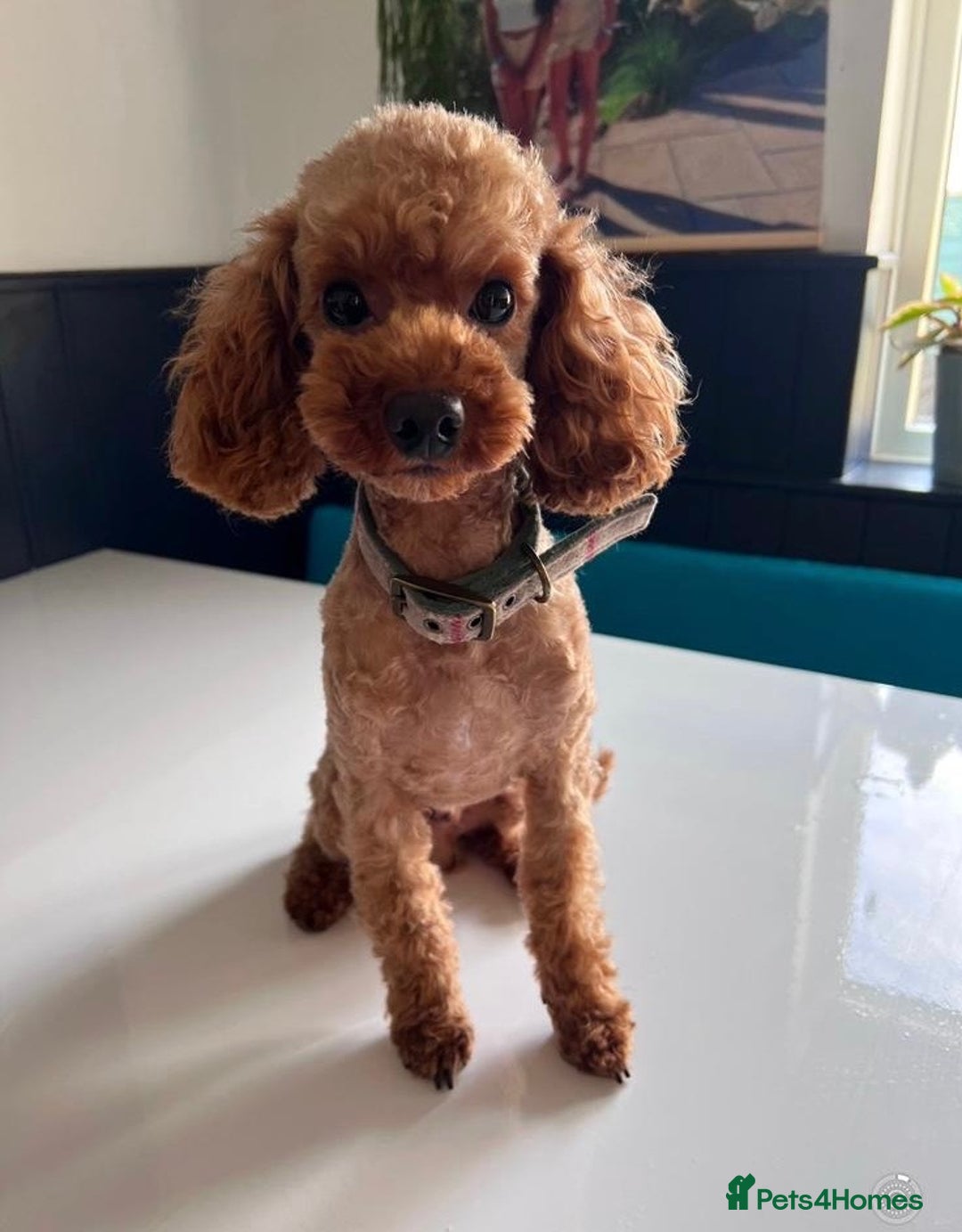 Maltipoo dogs for sale: TINY MALTIPOO PUPPIES - Advert 10