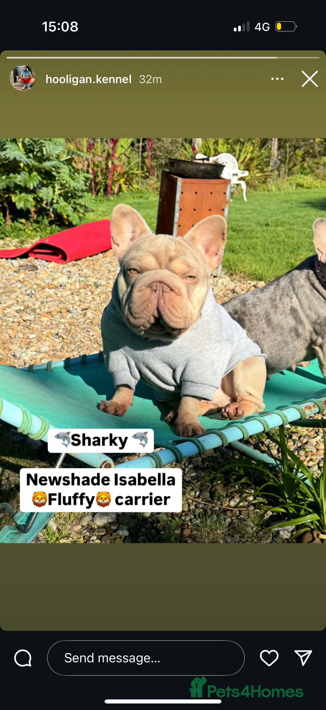 French Bulldog dogs for sale: Kc reg male ** rojo frenchie fluffy carrier - Image 10