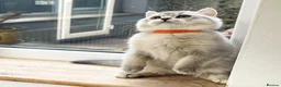 British Shorthair cats for sale: A Girl Available- GCCF/TICA British Shorthair  - Advert 27
