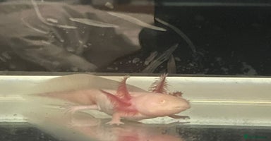 Axolotl reptiles - Advert 9