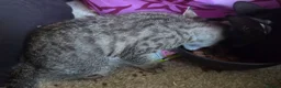 Mixed Breed cats for sale: 2 females, 1 black fluffy 1 short haired tabby - Advert 3