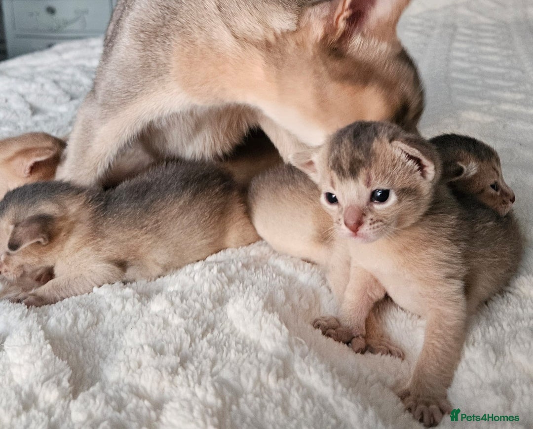 Abyssinian cats for sale: Abyssinian  - Advert 34